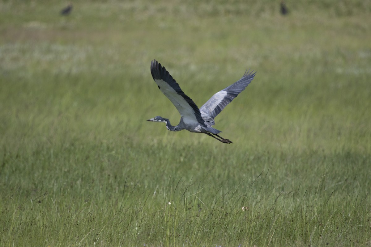 Garza Cabecinegra - ML408179201