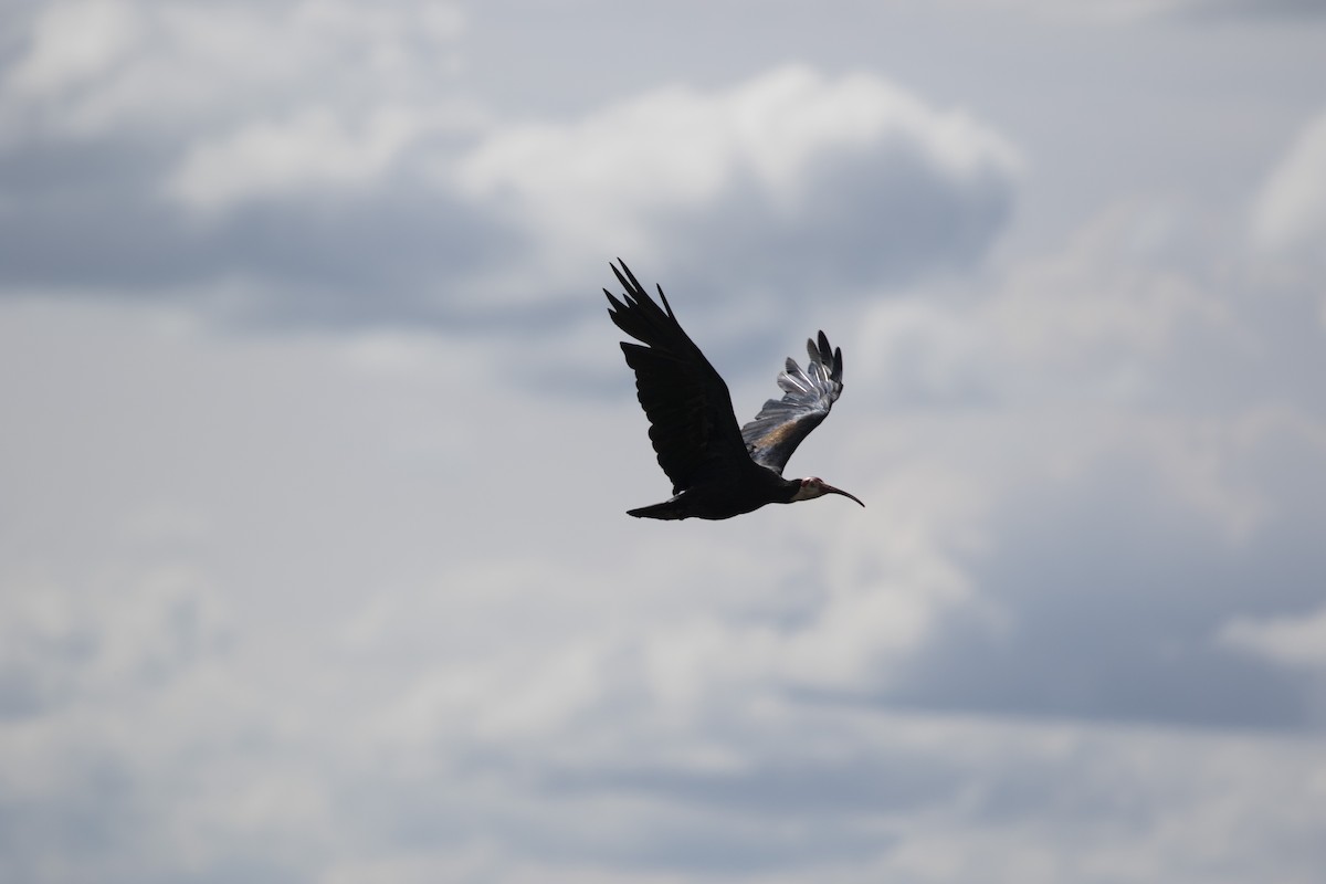 Southern Bald Ibis - ML408179231