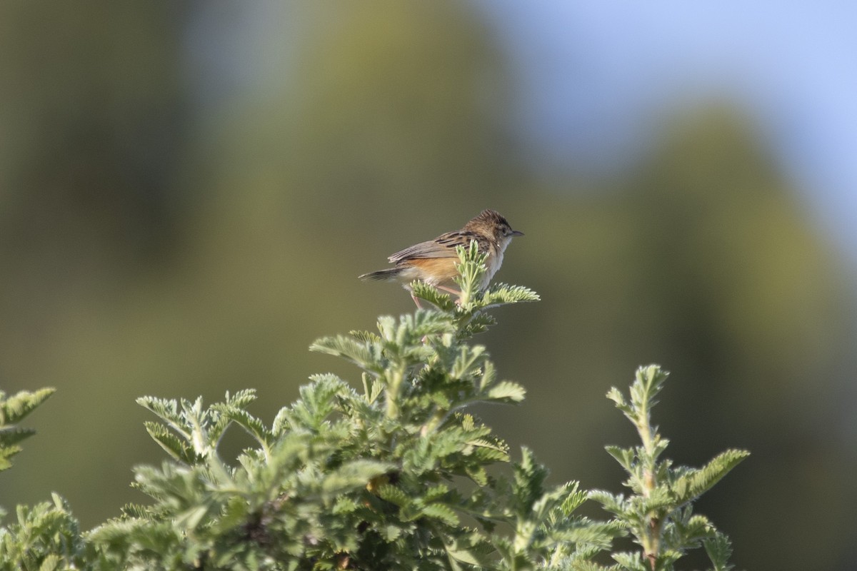 Levaillant's Cisticola - ML408179301