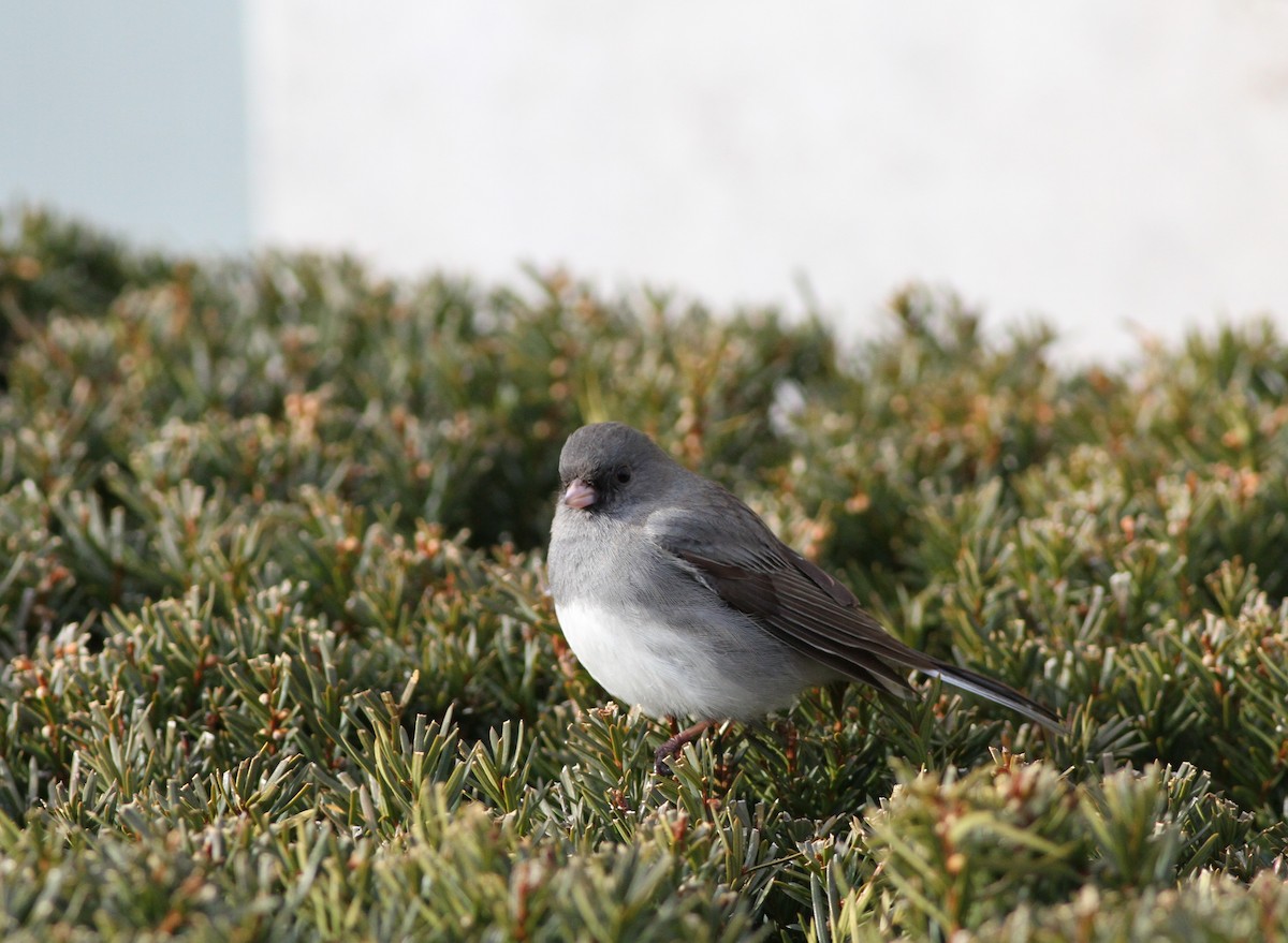 Dark-eyed Junco - ML408180011