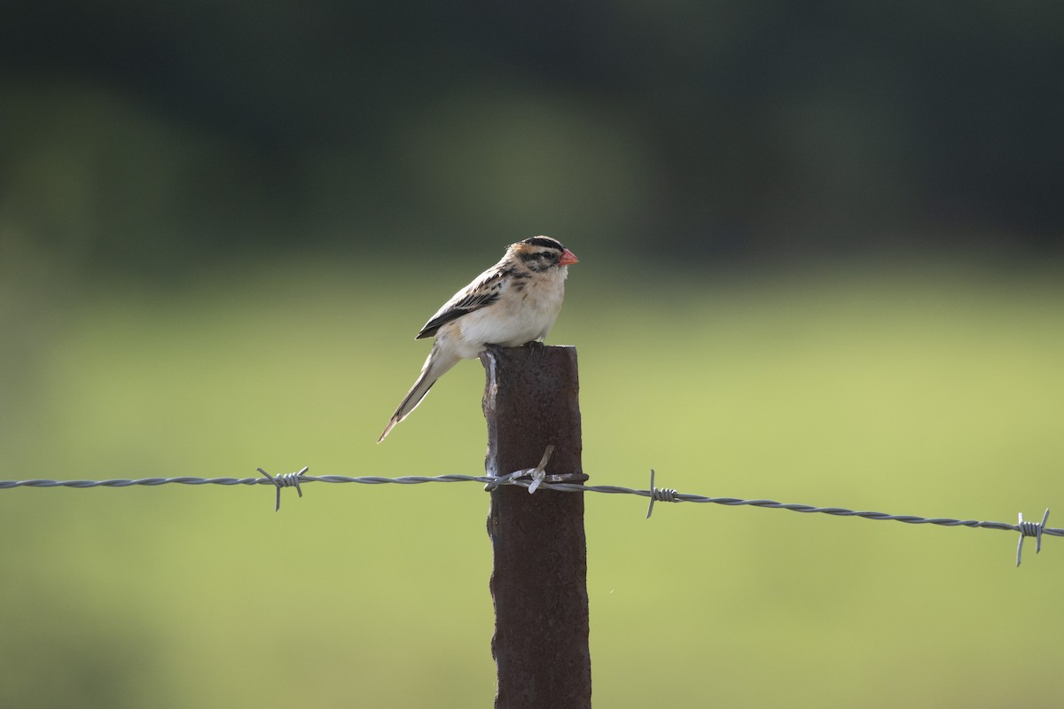 Pin-tailed Whydah - ML408180901