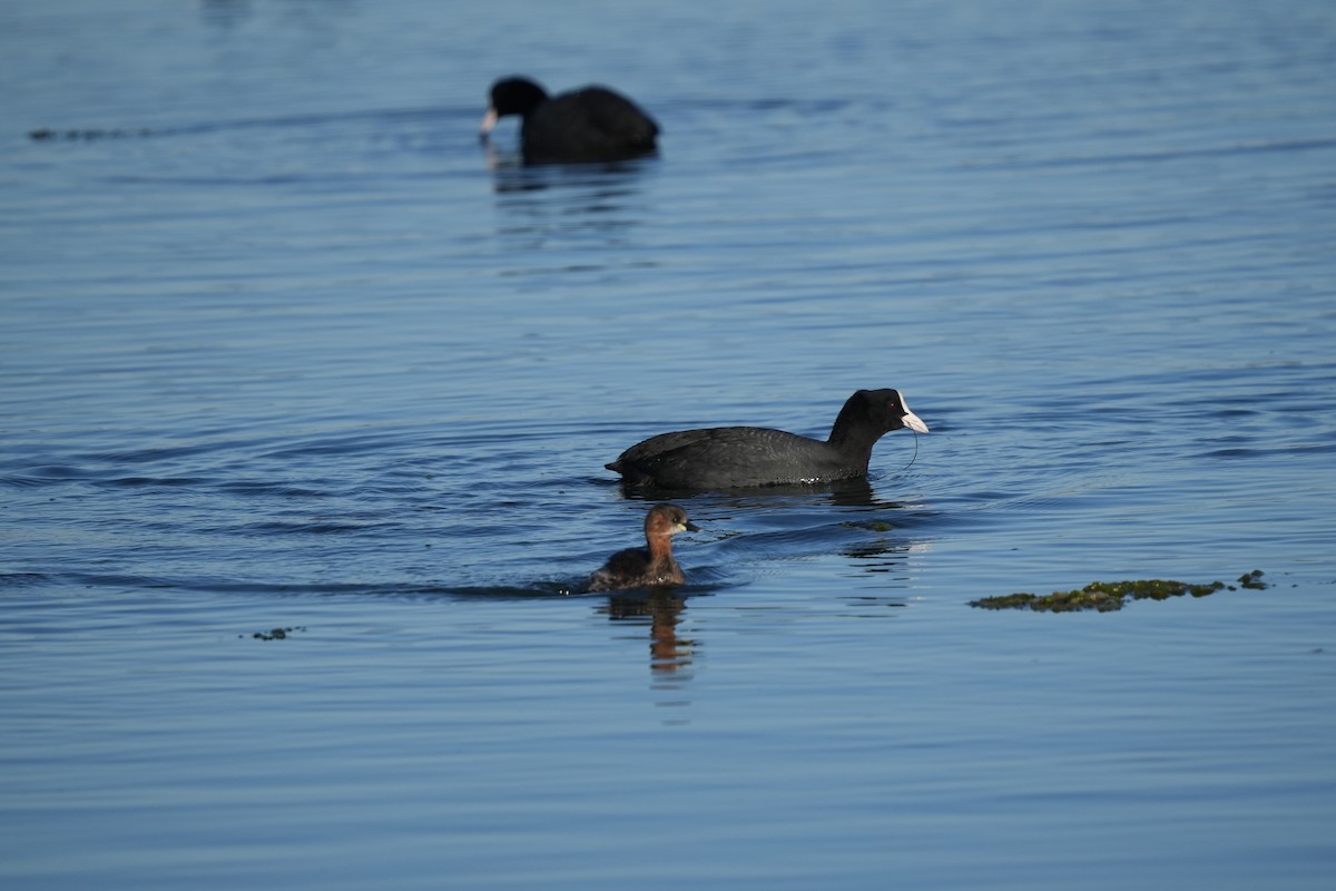 Eurasian Coot - ML408180981