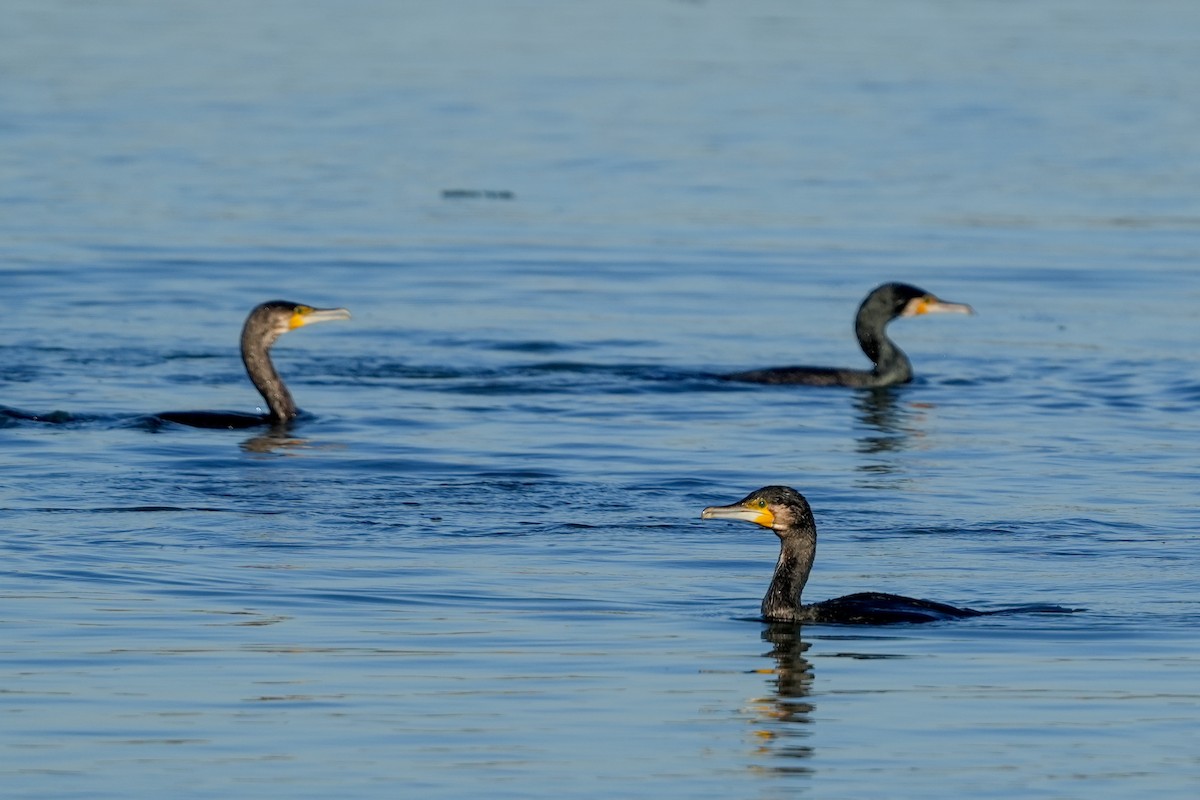 Great Cormorant - ML408181231