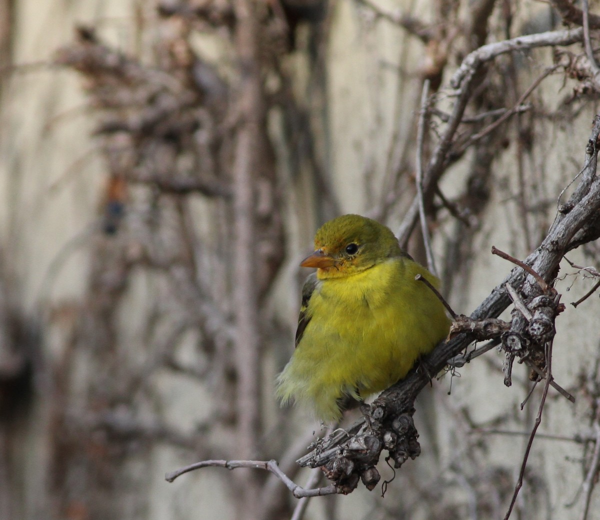 Western Tanager - ML408181561