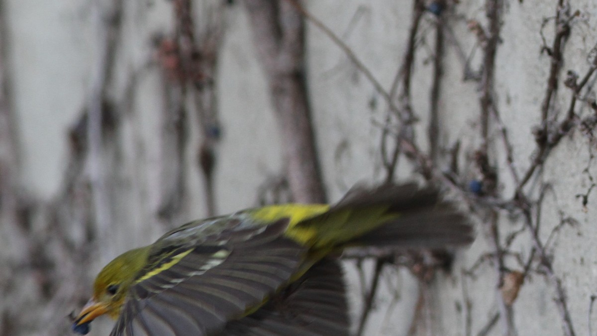 Western Tanager - ML408181571