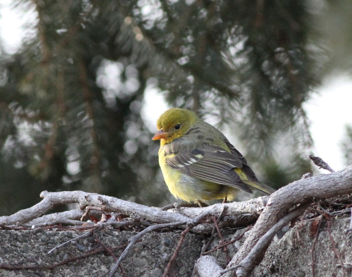 Western Tanager - ML408181591