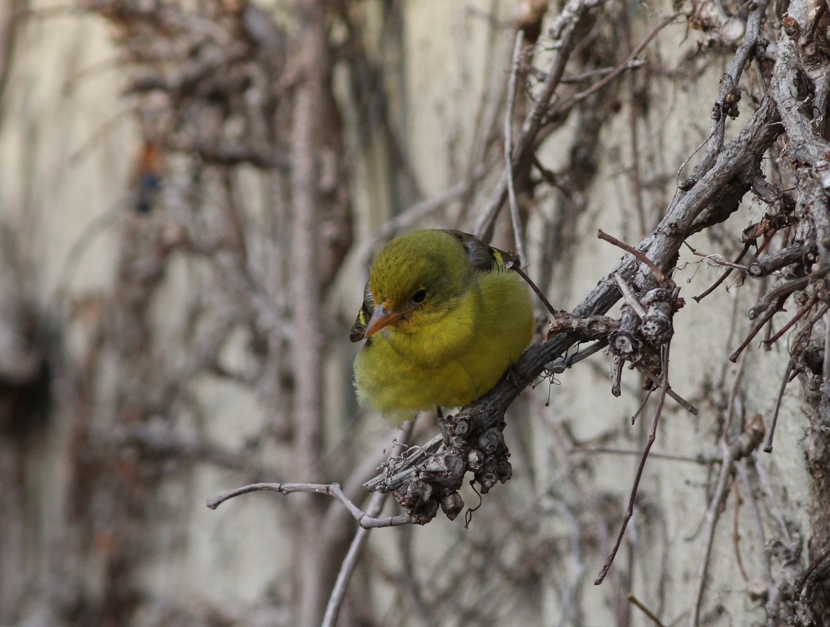 Western Tanager - ML408181601