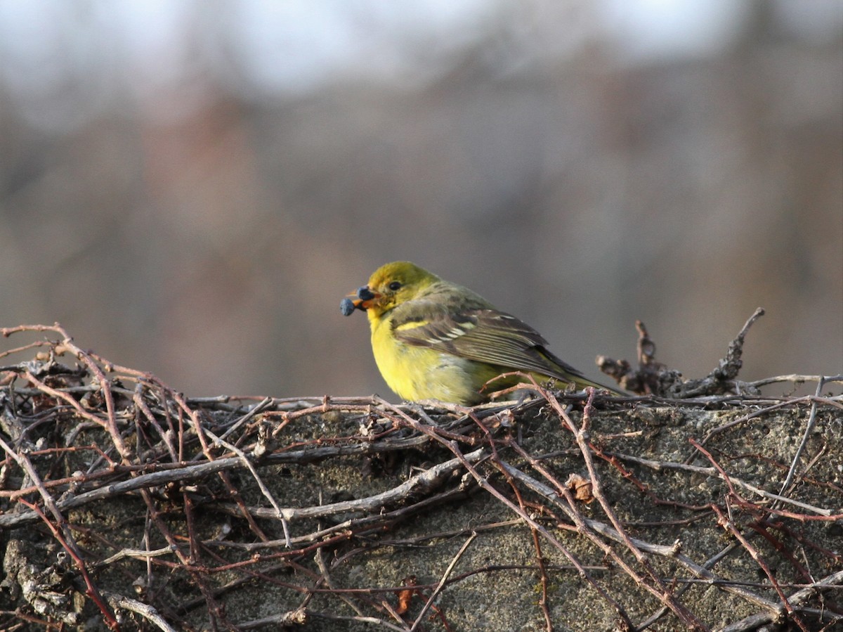 Western Tanager - ML408181611