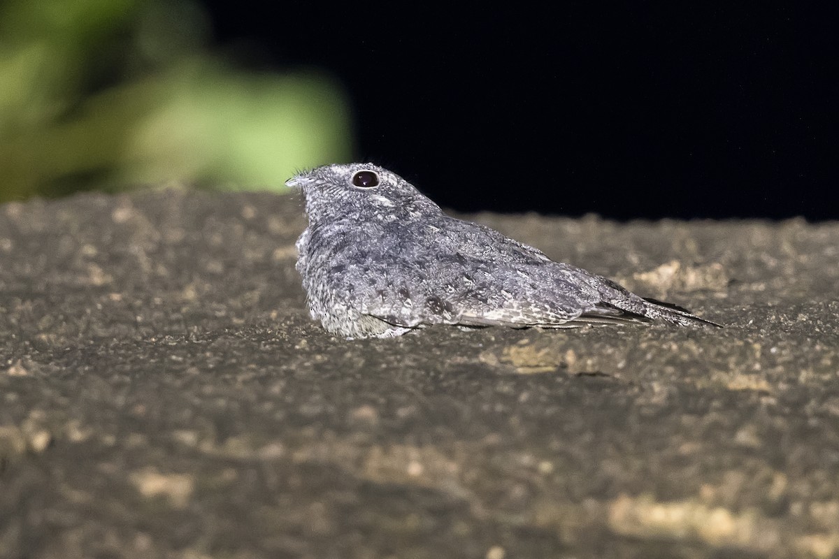 Freckled Nightjar - ML408182841