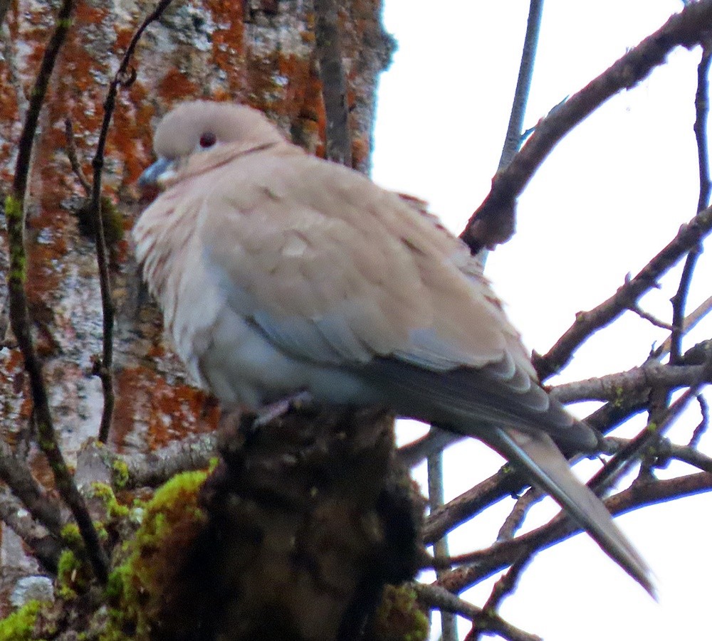 Eurasian Collared-Dove - ML408183361