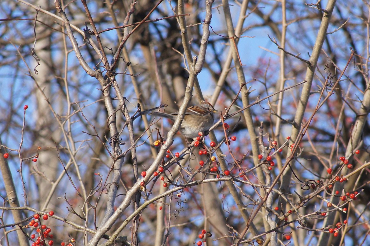 American Tree Sparrow - ML408184031