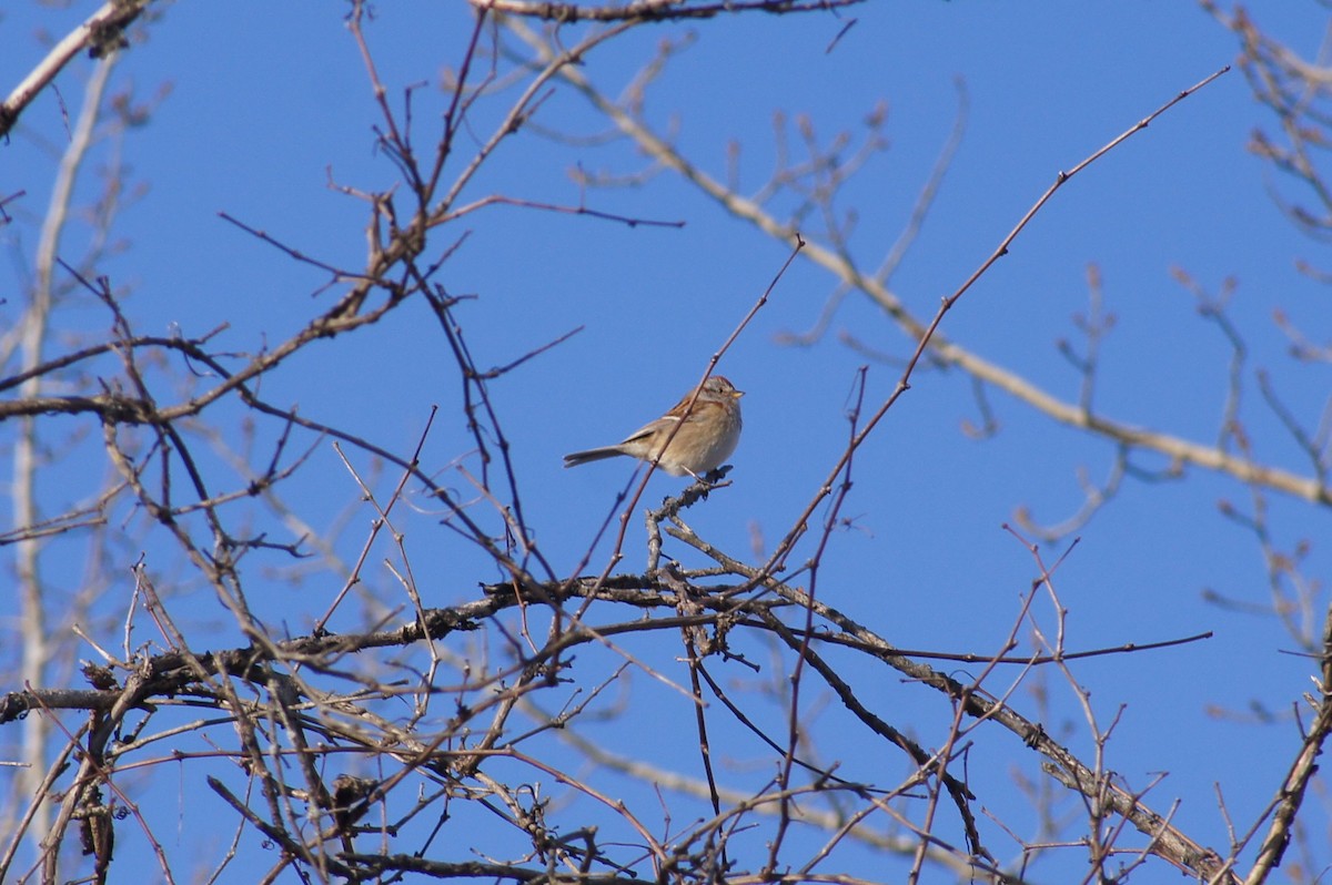 American Tree Sparrow - ML408184051