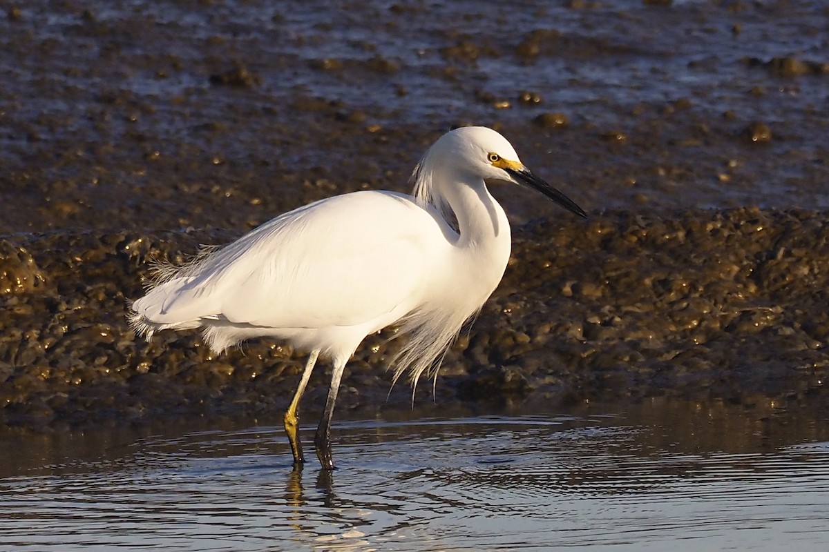 Snowy Egret - Donna Pomeroy