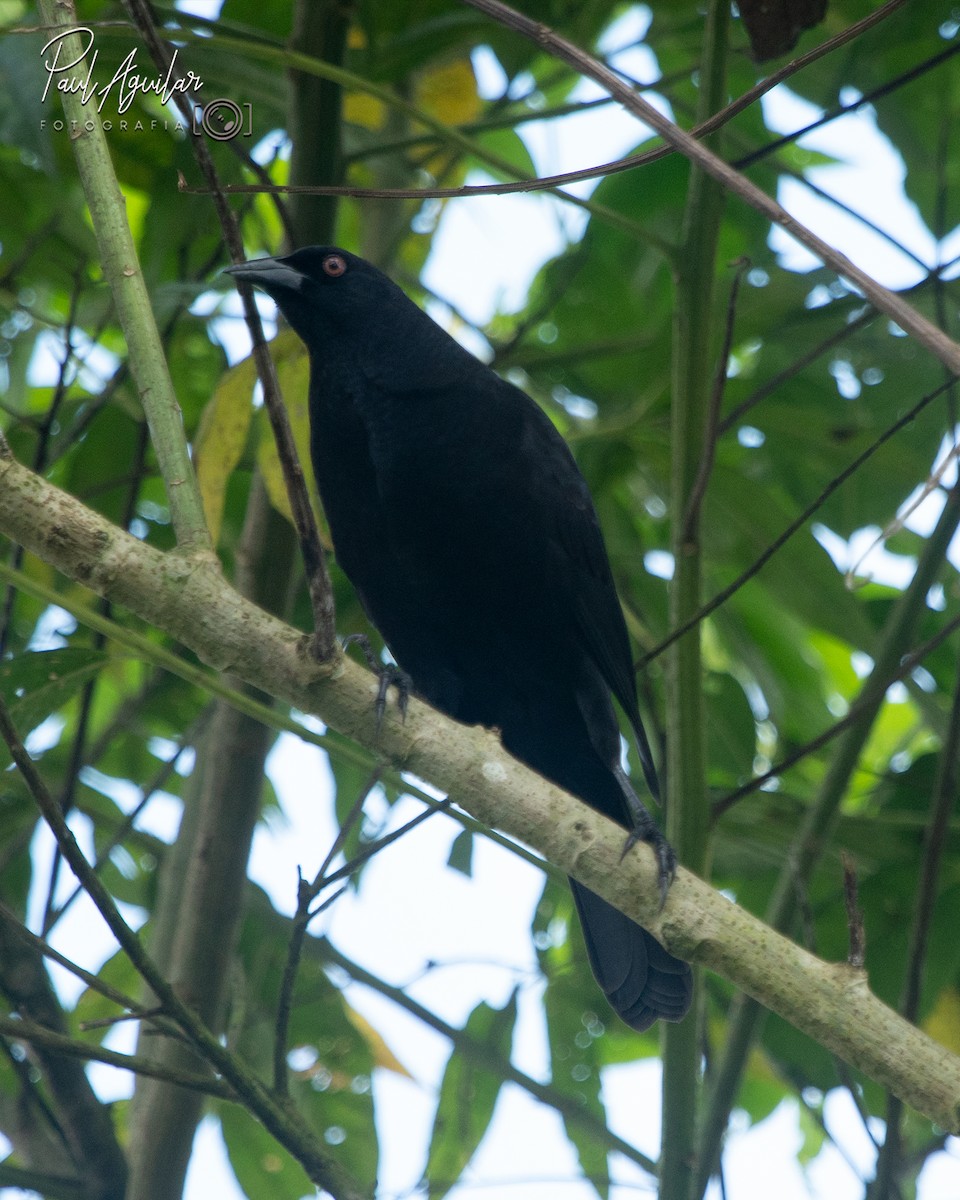 Giant Cowbird - ML408184601