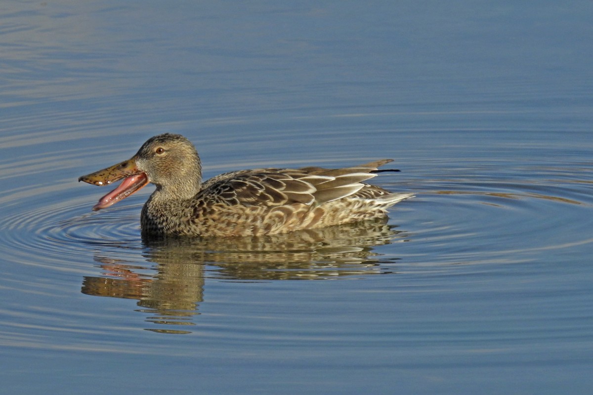 Northern Shoveler - ML40818521