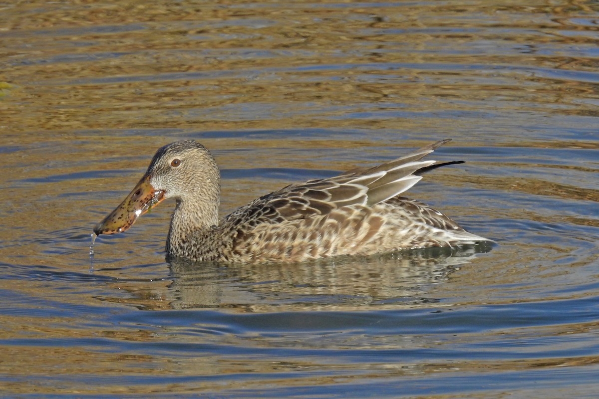 Northern Shoveler - ML40818541