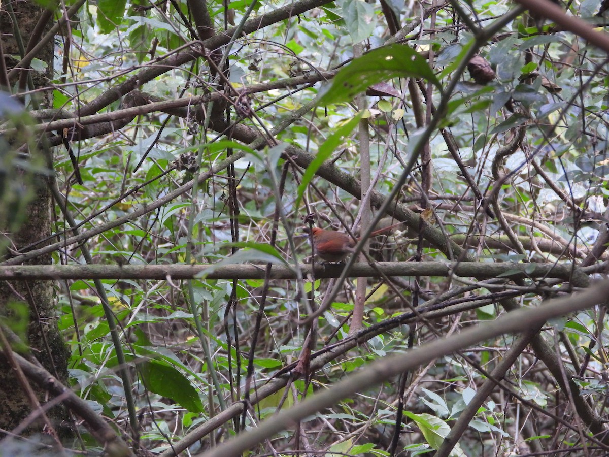 Azara's Spinetail - Miguel Ansenuza