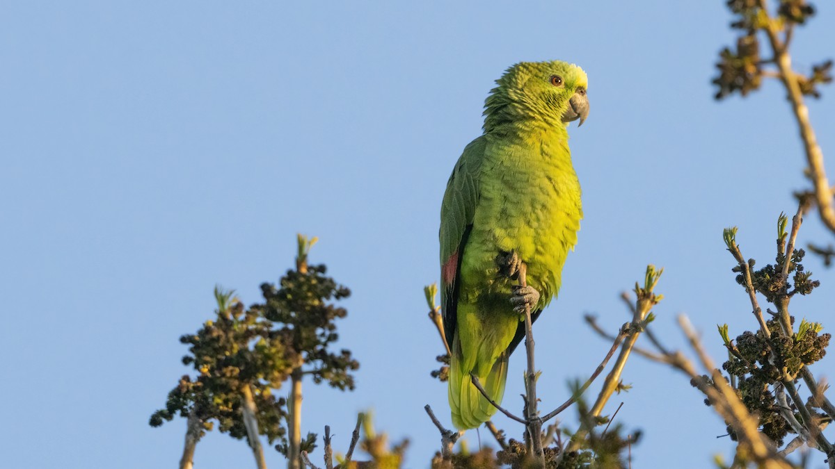 Yellow-crowned Amazon - ML408186011