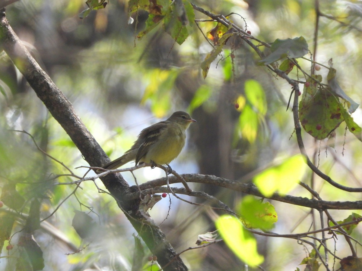 タカネキクタイランチョウ - ML408186831