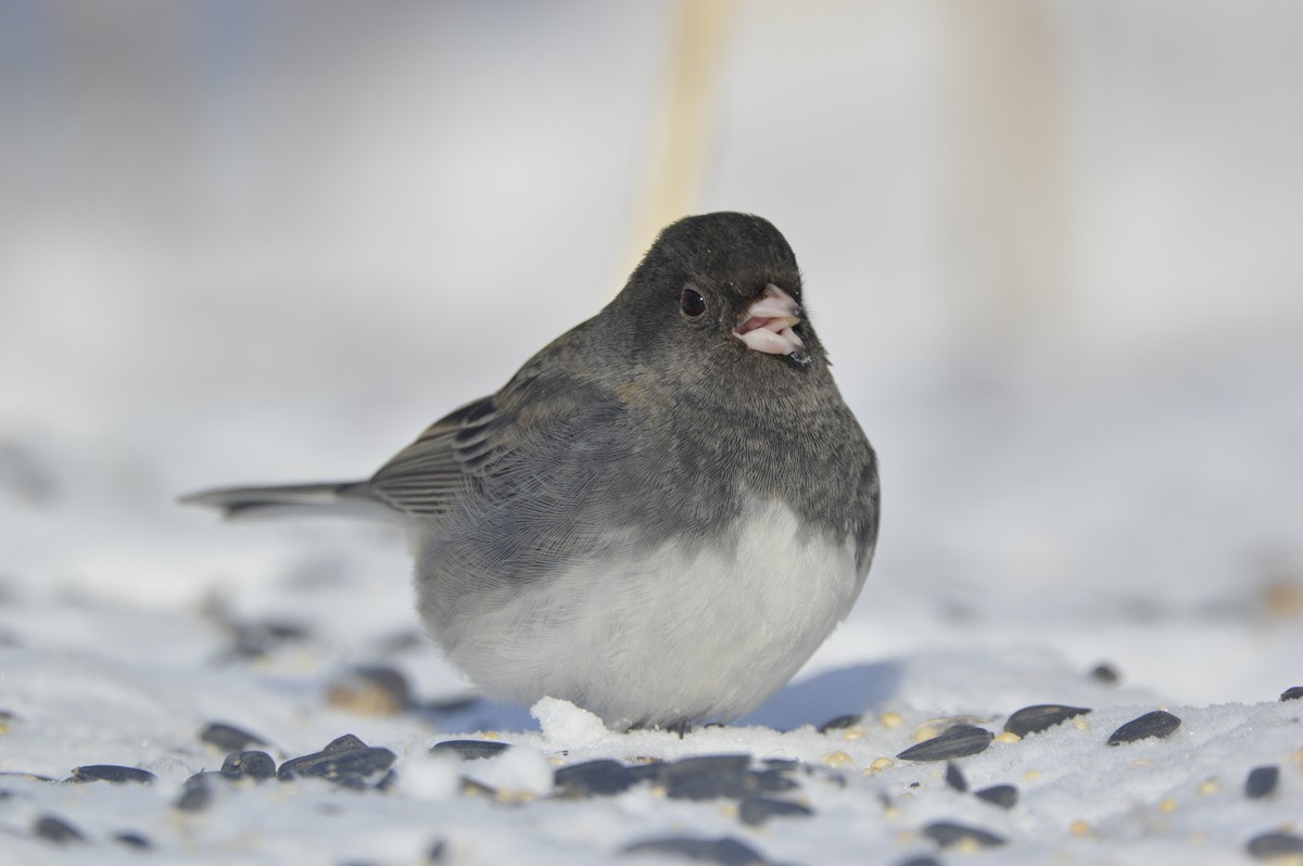 Dark-eyed Junco - ML408187211