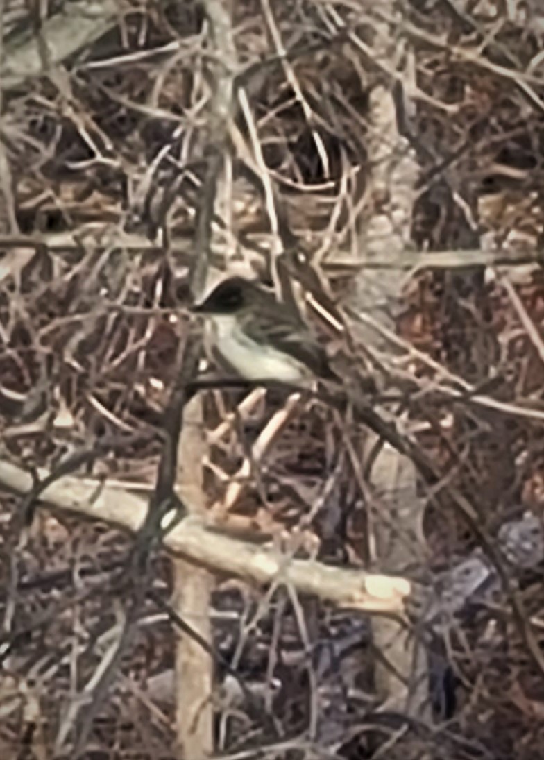 Eastern Phoebe - Dick Cartwright