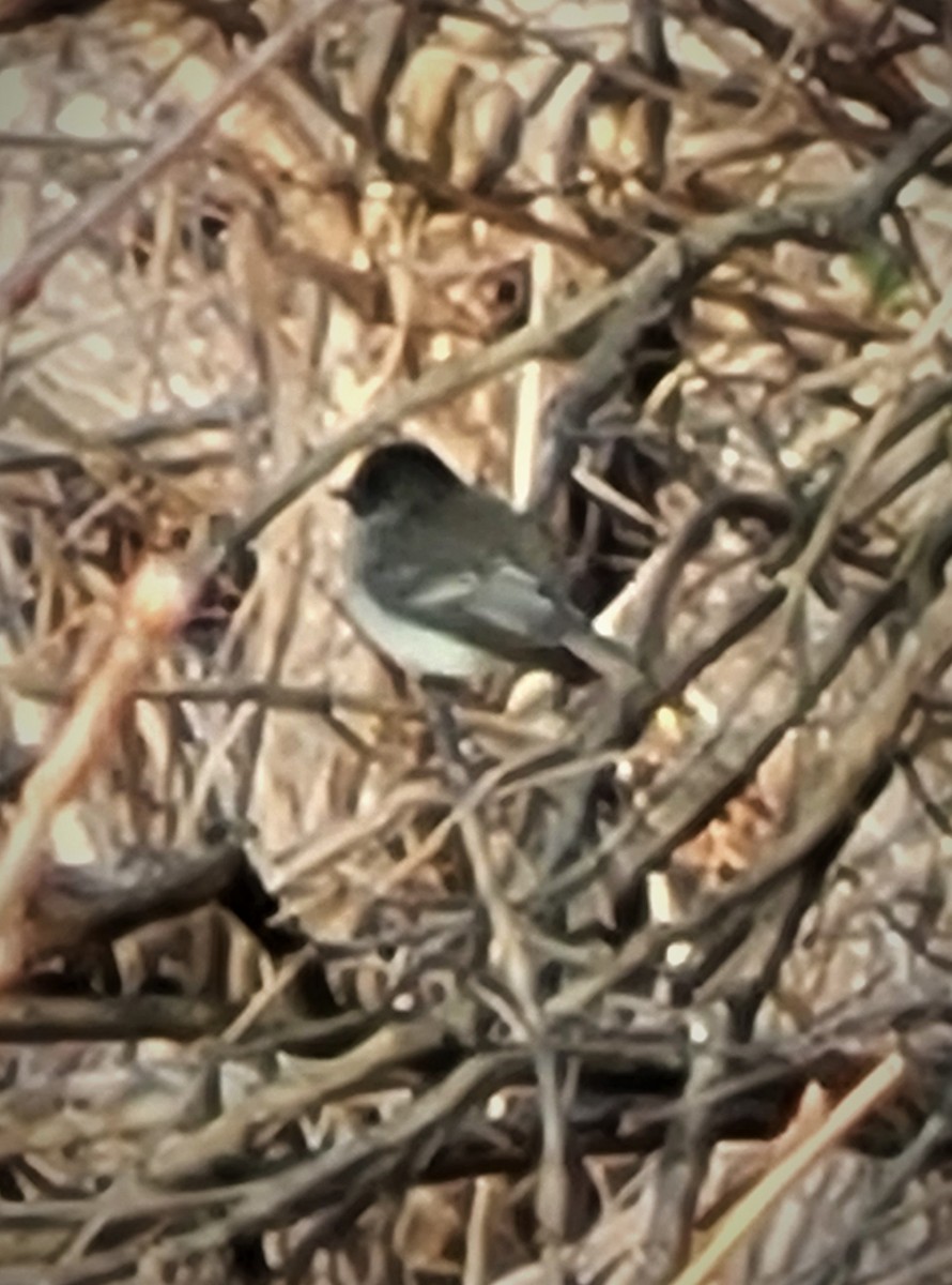 Eastern Phoebe - ML408189991