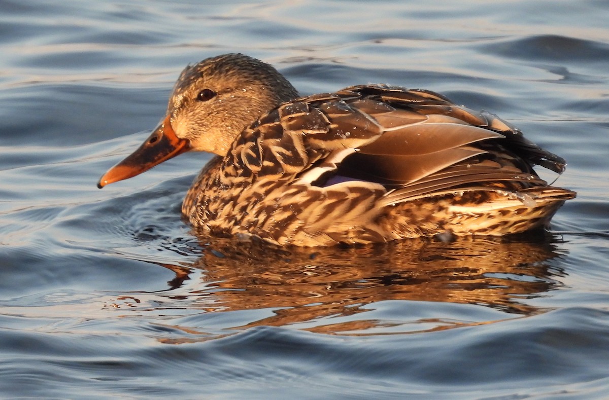 Mallard - Lisa Schibley