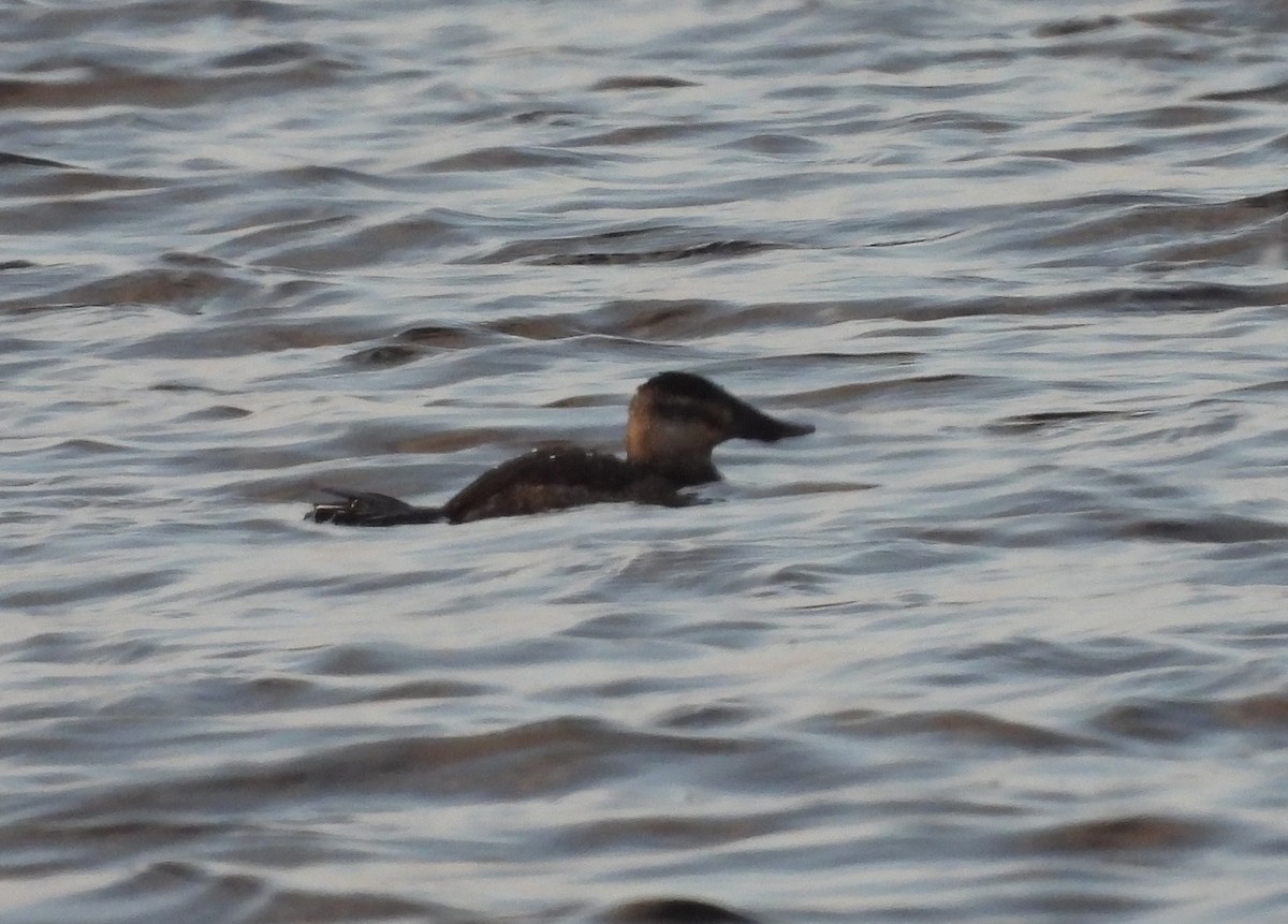 Ruddy Duck - ML408191271