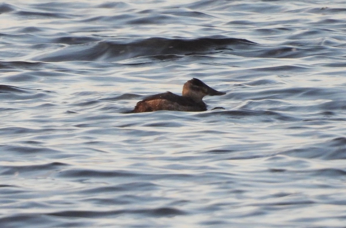 Ruddy Duck - ML408191311