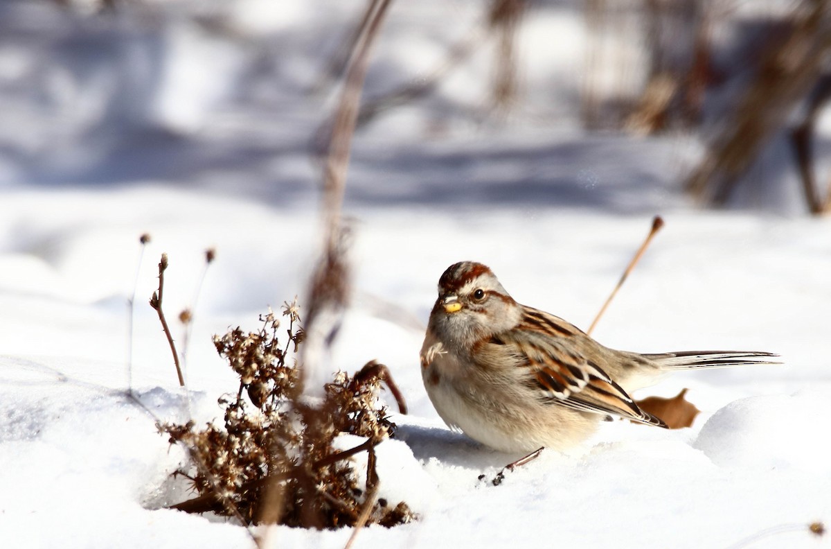 American Tree Sparrow - ML408191591