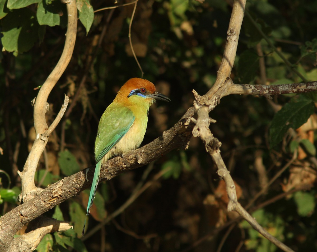 Russet-crowned Motmot - Real Gauthier