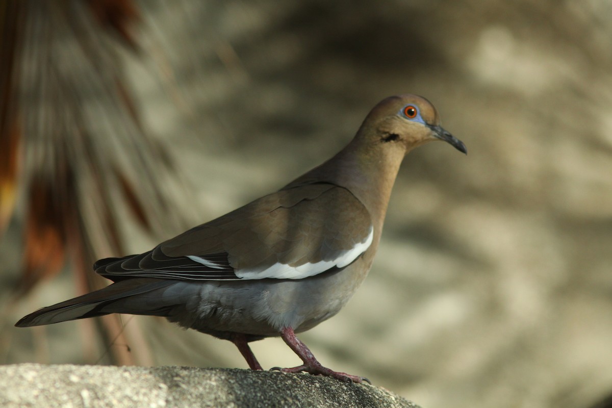 White-winged Dove - ML408193011