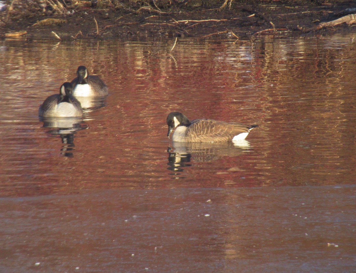 Canada Goose - Dennis Trapnell