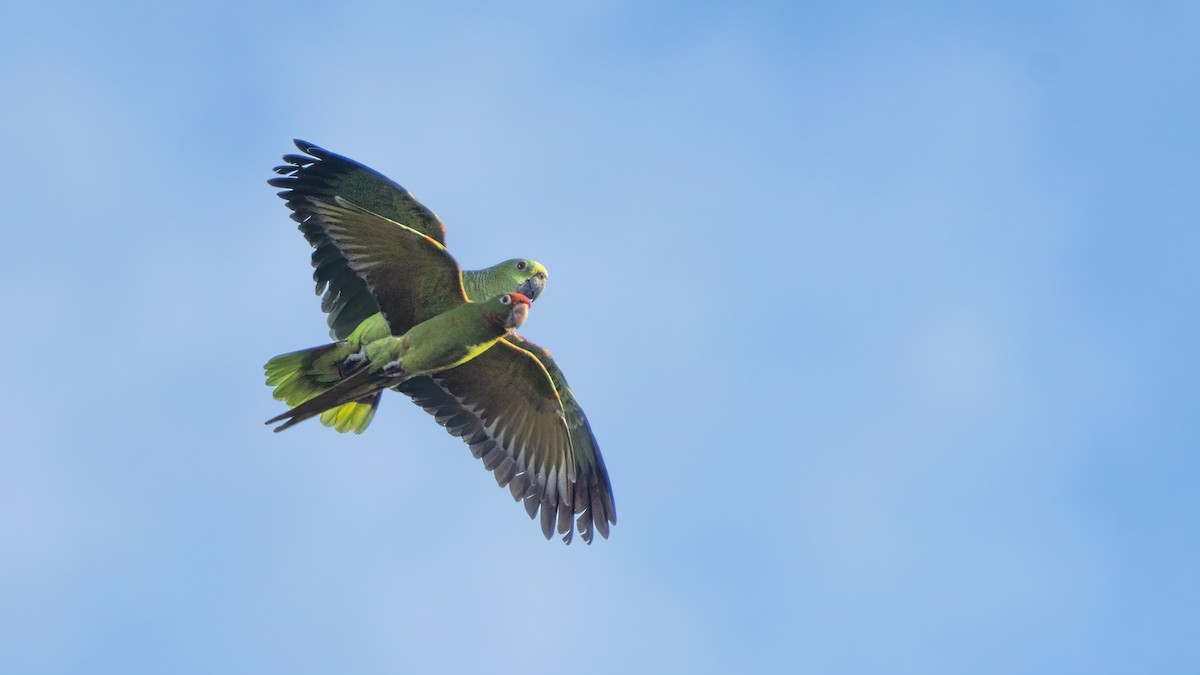 Yellow-crowned Amazon - ML408196771