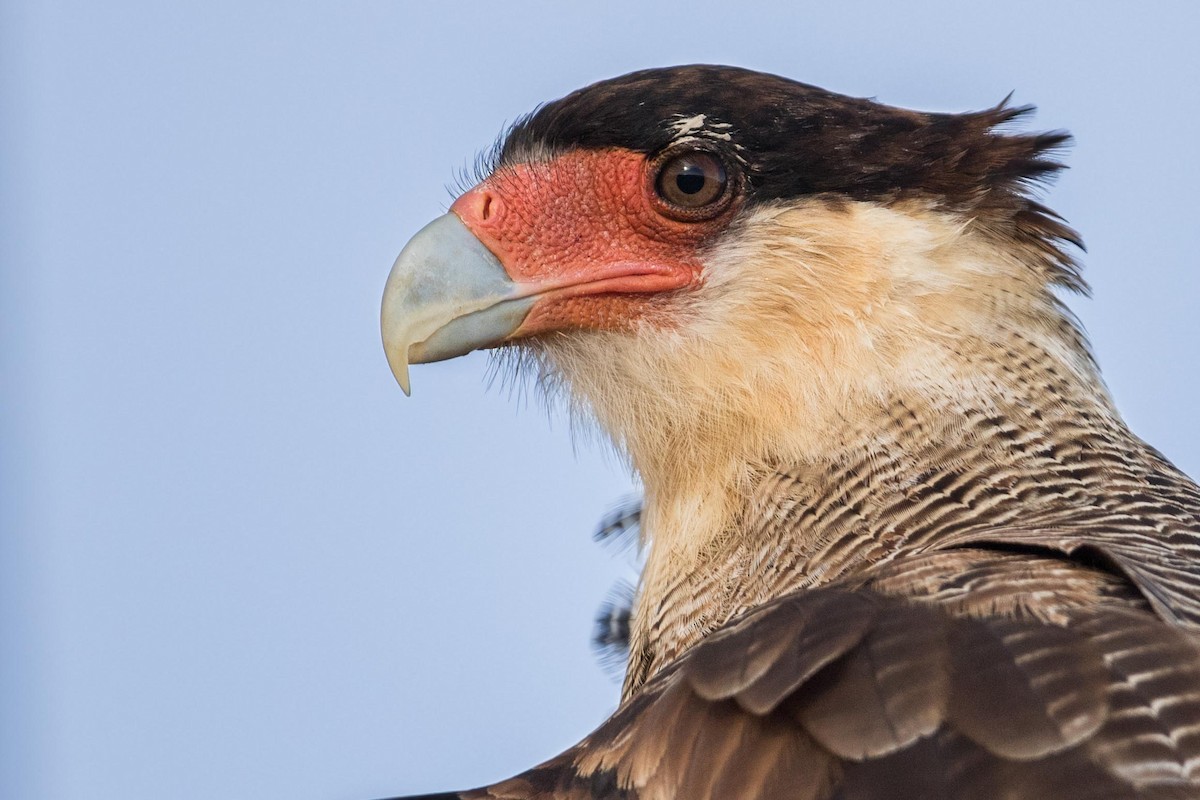 Crested Caracara - ML408197371