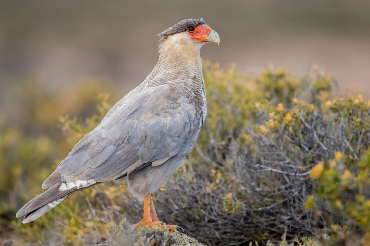 Caracara Carancho - ML408197381