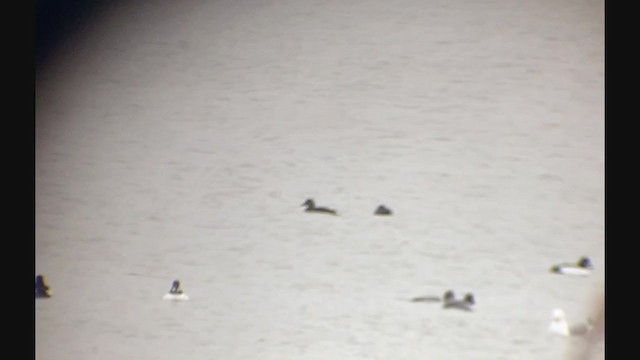 Macreuse brune - ML408197591