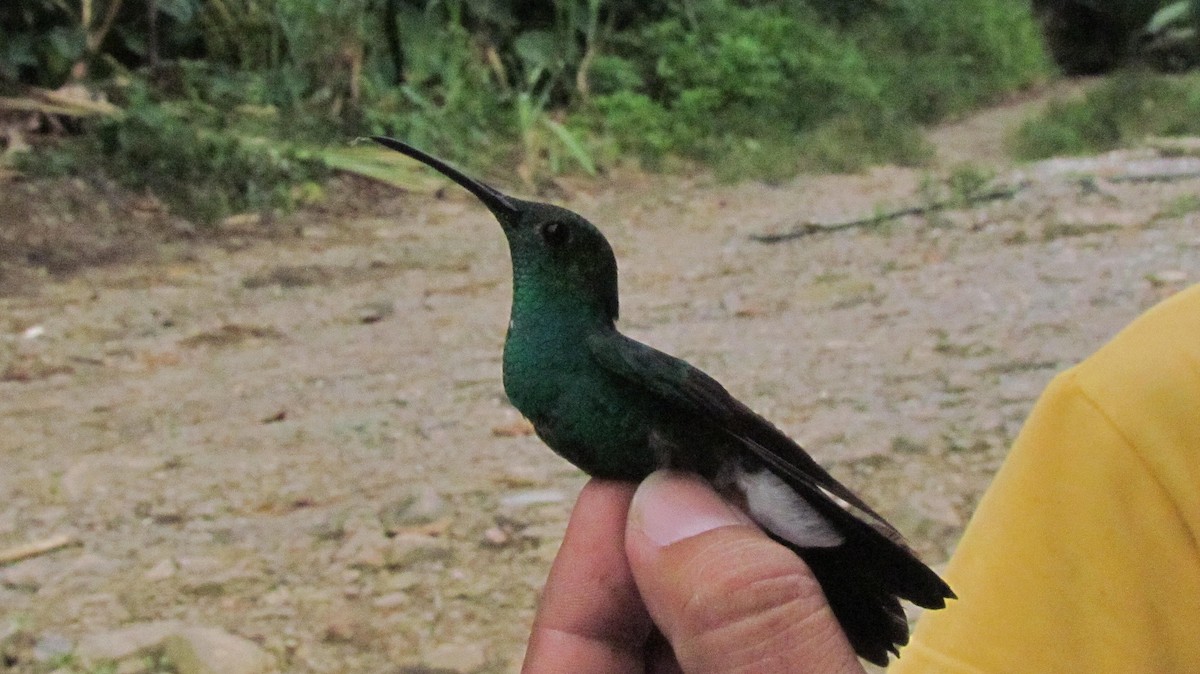 kolibřík bělořitý - ML408200521