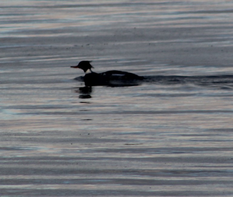 Red-breasted Merganser - ML408200791