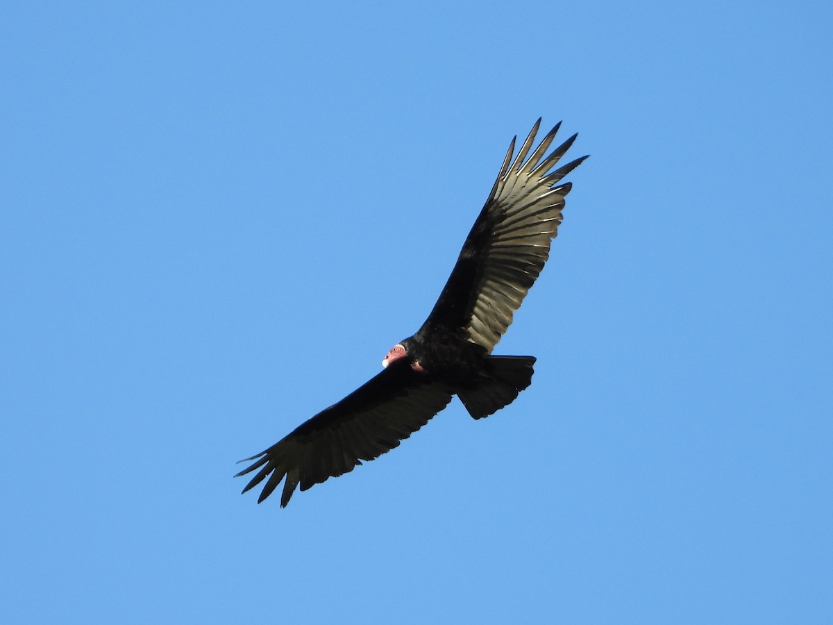 Turkey Vulture - Barry Reed