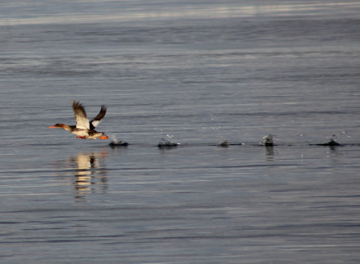 Red-breasted Merganser - ML408202561