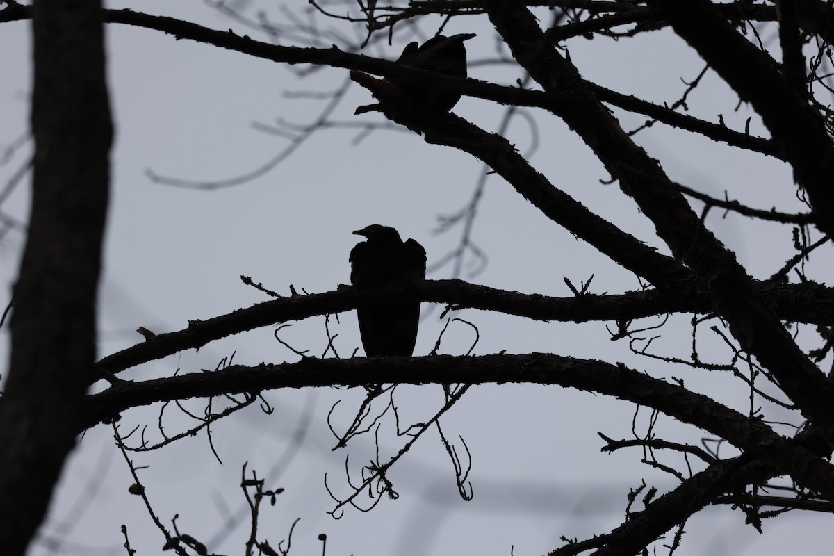 Black Vulture - ML408203661