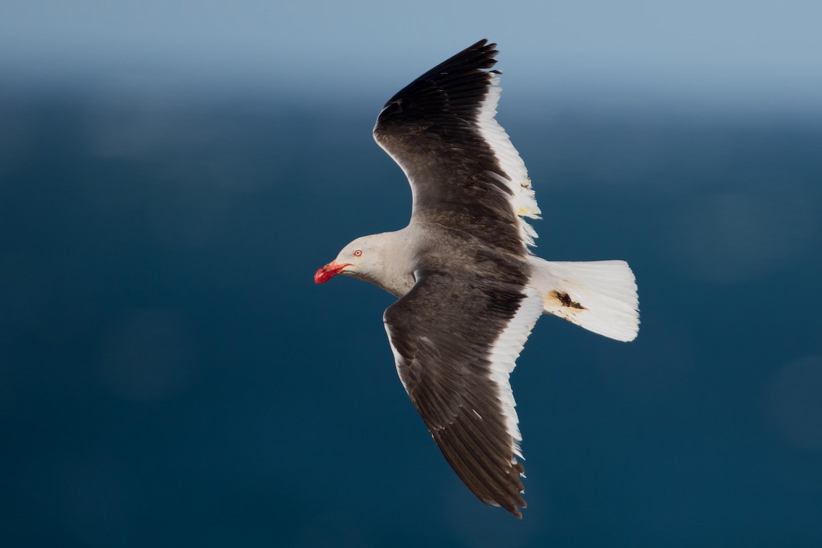 Dolphin Gull - ML408204841