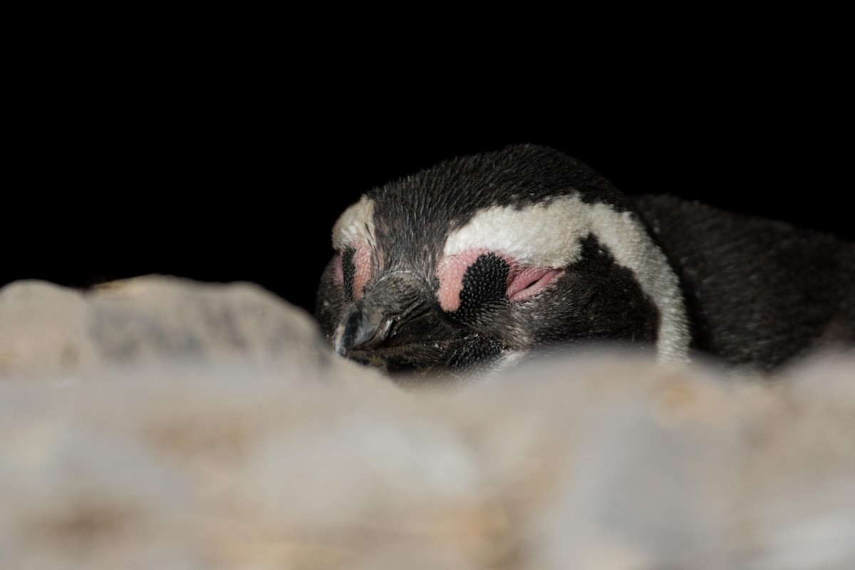 Magellanic Penguin - ML408204901