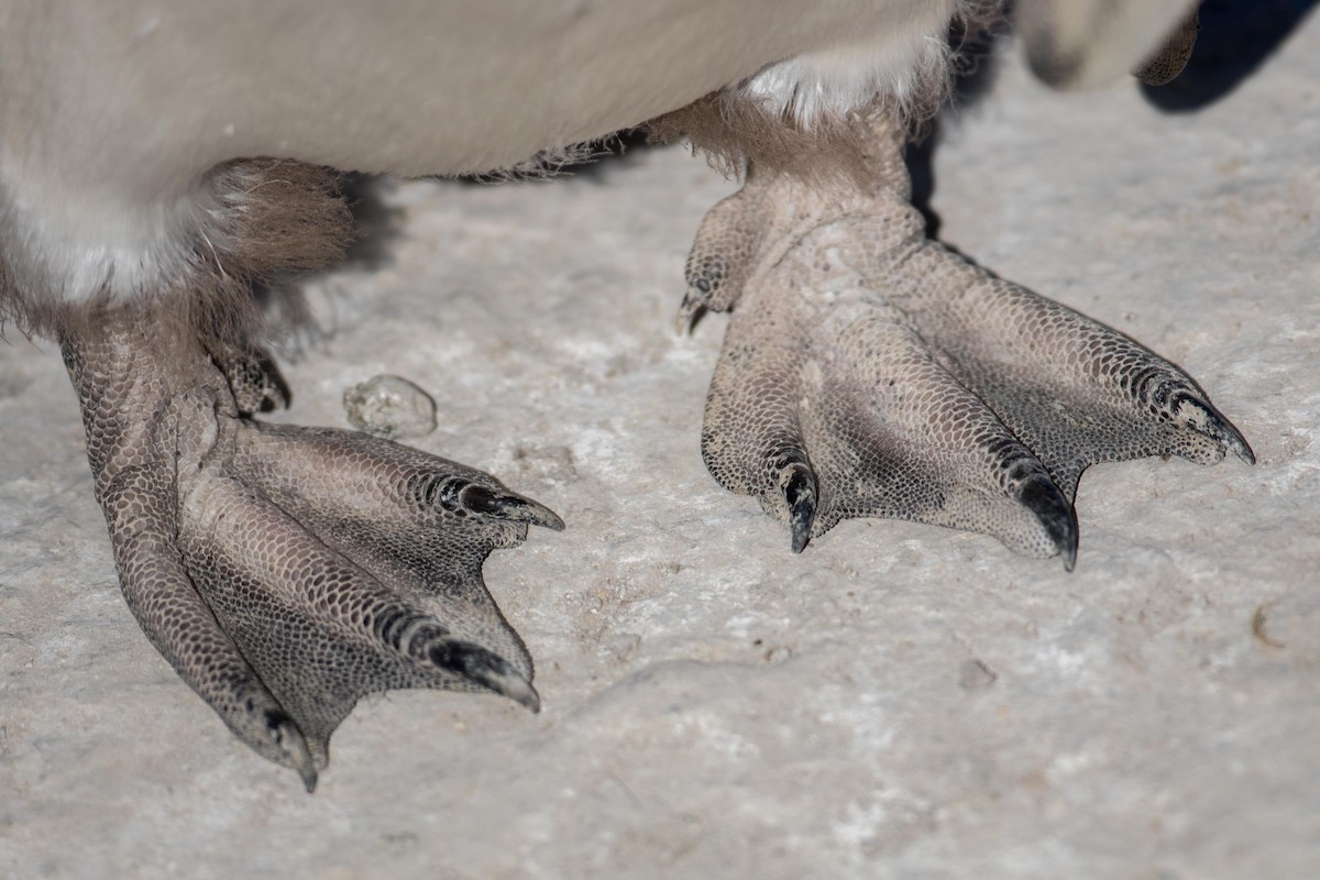 Magellanic Penguin - ML408204951