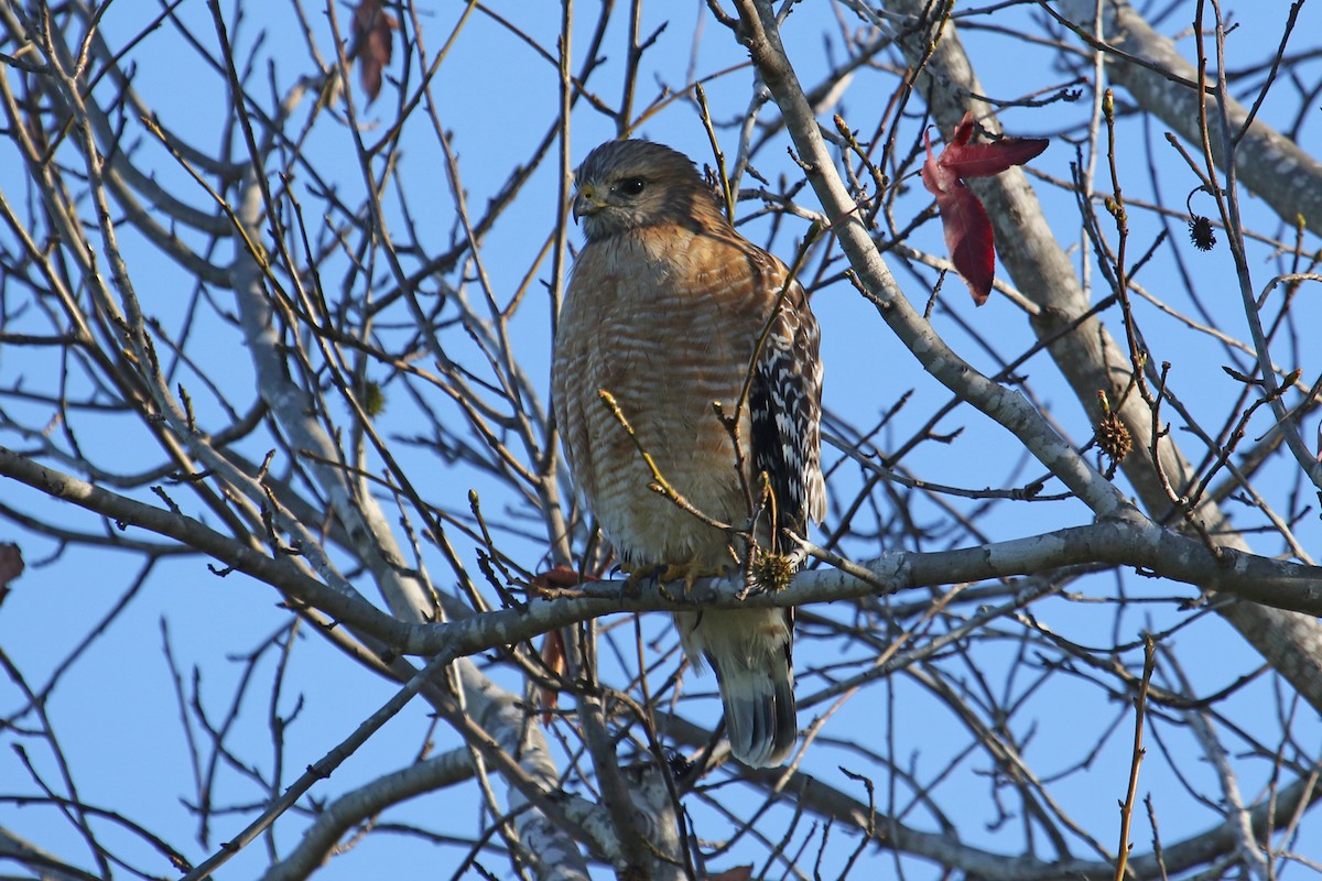 Red-shouldered Hawk - Jamie Chavez