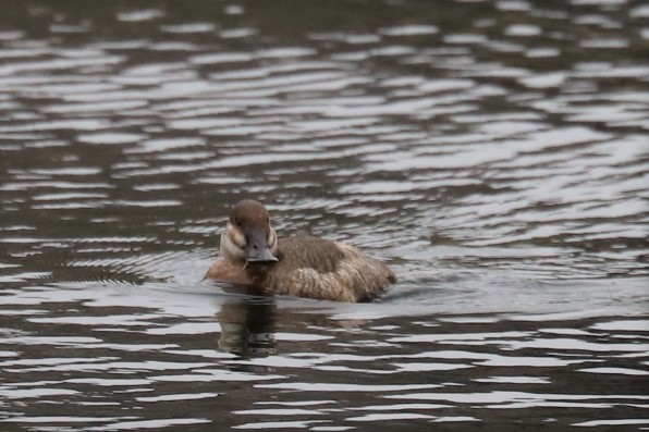 Ruddy Duck - Mary Harrell