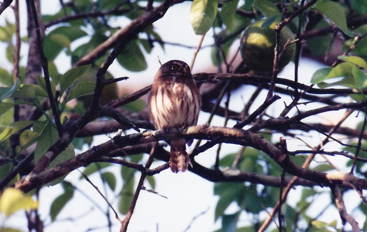 Ferruginous Pygmy-Owl - ML408206001