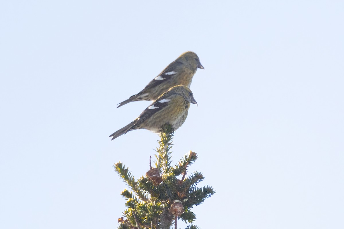 White-winged Crossbill - ML408206641