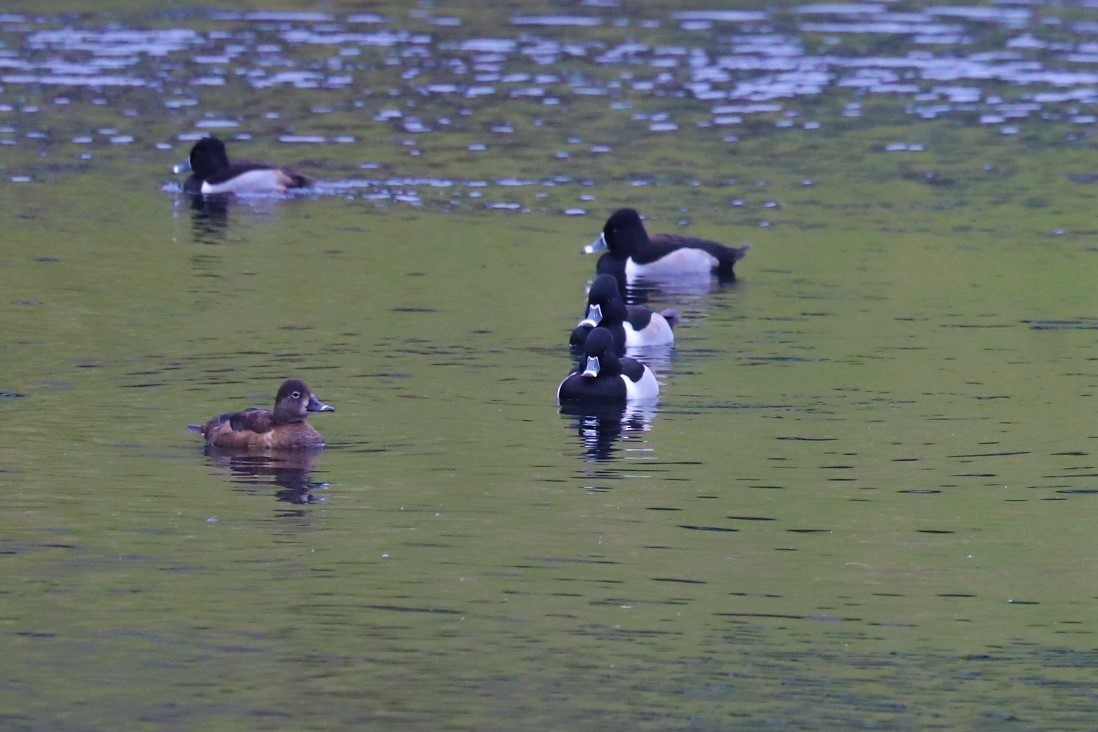 Ring-necked Duck - ML408207201